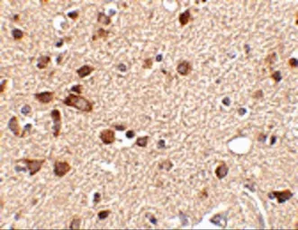 Anti-STK39 antibody used in IHC (Paraffin sections) (IHC-P). GTX85023