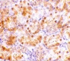 Anti-NENF antibody used in IHC (Paraffin sections) (IHC-P). GTX85028
