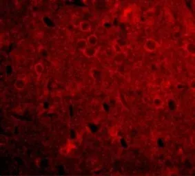 Anti-GPAM antibody used in IHC (Paraffin sections) (IHC-P). GTX85034