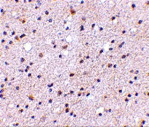 Anti-CAPS1 antibody used in IHC (Paraffin sections) (IHC-P). GTX85036