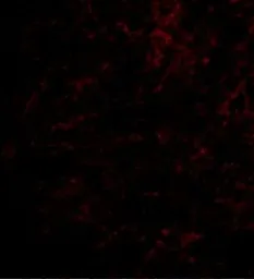 Anti-NHE-1 antibody used in IHC (Paraffin sections) (IHC-P). GTX85046