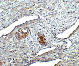Anti-Orai1 antibody used in IHC (Paraffin sections) (IHC-P). GTX85057