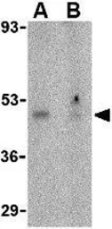 Anti-Orai1 antibody used in Western Blot (WB). GTX85057