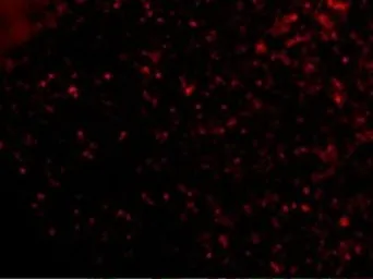 Anti-Orai1 antibody used in IHC (Paraffin sections) (IHC-P). GTX85057