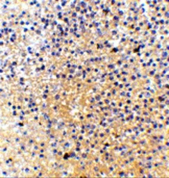 Anti-MD1 antibody used in IHC (Paraffin sections) (IHC-P). GTX85065