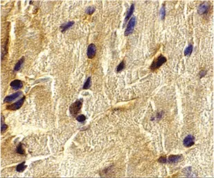 Anti-ECSIT antibody used in IHC (Paraffin sections) (IHC-P). GTX85081