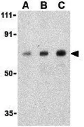 Anti-AATF antibody used in Western Blot (WB). GTX85086