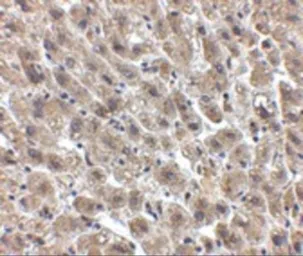Anti-Albumin antibody used in IHC (Paraffin sections) (IHC-P). GTX85111