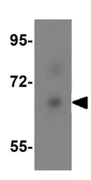 Anti-Albumin antibody used in Western Blot (WB). GTX85111