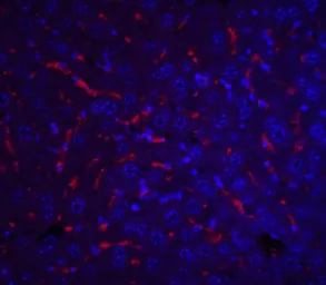 Anti-Apolipoprotein A1 antibody used in IHC (Paraffin sections) (IHC-P). GTX85115