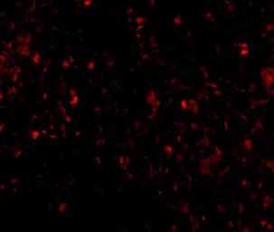 Anti-MD2 antibody [9F1B1] used in IHC (Paraffin sections) (IHC-P). GTX85122