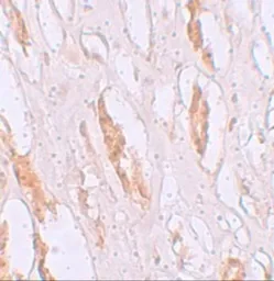 Anti-ZIP1 antibody used in IHC (Paraffin sections) (IHC-P). GTX85135