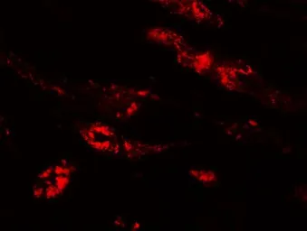 Anti-PEAR1 antibody used in IHC (Paraffin sections) (IHC-P). GTX85138