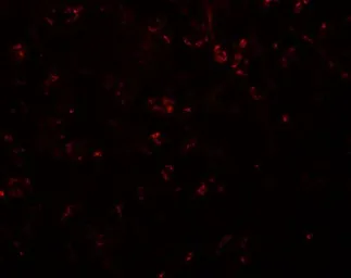 Anti-Synaptopodin antibody used in IHC (Paraffin sections) (IHC-P). GTX85140