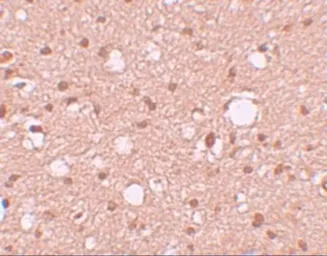 Anti-APBA2 antibody used in IHC (Paraffin sections) (IHC-P). GTX85144