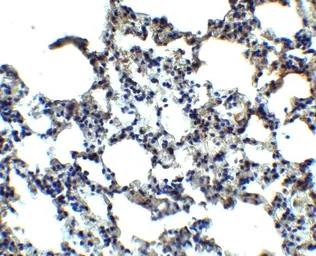 Anti-MFSD2A antibody used in IHC (Paraffin sections) (IHC-P). GTX85147