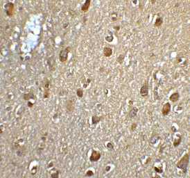 Anti-MFSD2A antibody used in IHC (Paraffin sections) (IHC-P). GTX85147