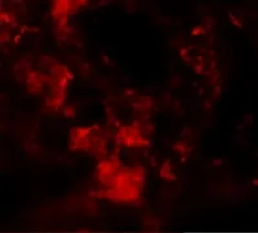 Anti-MFSD2A antibody used in IHC (Paraffin sections) (IHC-P). GTX85147