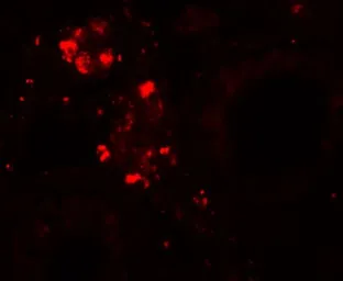 Anti-WDR92 antibody used in IHC (Paraffin sections) (IHC-P). GTX85162