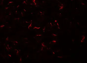Anti-VENTX antibody used in IHC (Paraffin sections) (IHC-P). GTX85168