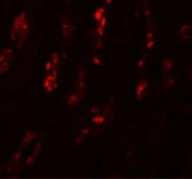 Anti-SCRN1 antibody used in IHC (Paraffin sections) (IHC-P). GTX85172