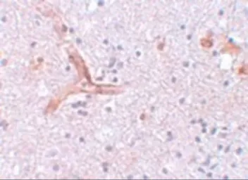Anti-ZC3H12C antibody used in IHC (Paraffin sections) (IHC-P). GTX85195