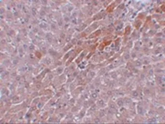 Anti-TBKBP1 antibody used in IHC (Paraffin sections) (IHC-P). GTX85248