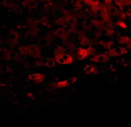 Anti-TBKBP1 antibody used in IHC (Paraffin sections) (IHC-P). GTX85248