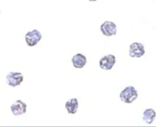 Anti-STING antibody used in Immunocytochemistry/ Immunofluorescence (ICC/IF). GTX85266