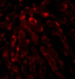 Anti-THEM2 antibody used in IHC (Paraffin sections) (IHC-P). GTX85271