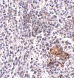 Anti-SHOC2 antibody used in IHC (Paraffin sections) (IHC-P). GTX85278