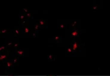 OVGP1 antibody