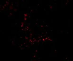 Anti-TRIM30 antibody used in IHC (Paraffin sections) (IHC-P). GTX85386