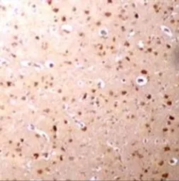 Anti-Nanos3 antibody used in IHC (Paraffin sections) (IHC-P). GTX85389