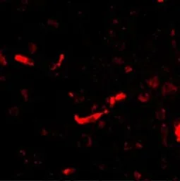 Anti-Dlgap2 antibody used in IHC (Paraffin sections) (IHC-P). GTX85395