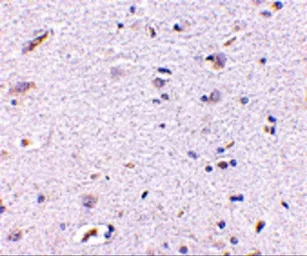 Anti-Syntaphilin antibody used in IHC (Paraffin sections) (IHC-P). GTX85397
