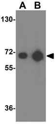 Anti-VGF antibody used in Western Blot (WB). GTX85398