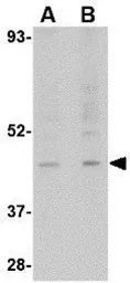 Anti-RGP1 antibody used in Western Blot (WB). GTX85404