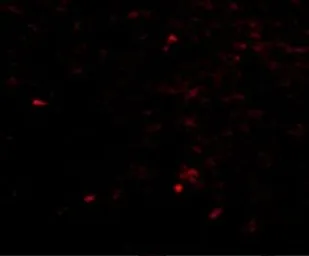 Anti-NIPSNAP antibody used in IHC (Paraffin sections) (IHC-P). GTX85407