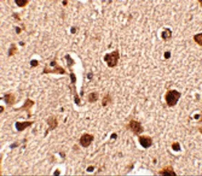 Anti-Slitrk4 antibody used in IHC (Paraffin sections) (IHC-P). GTX85410