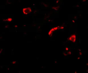 Anti-Slitrk3 antibody used in IHC (Paraffin sections) (IHC-P). GTX85416