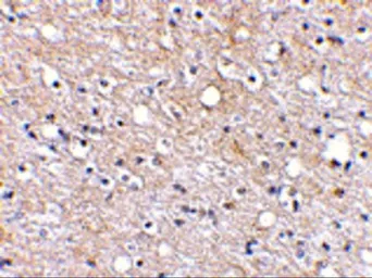 Anti-Plxdc2 antibody used in IHC (Paraffin sections) (IHC-P). GTX85420