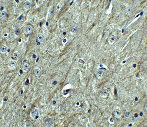 Anti-PD-L2 antibody used in IHC (Paraffin sections) (IHC-P). GTX85449