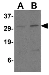 Anti-PD-L2 antibody used in Western Blot (WB). GTX85449