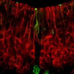 Anti-Synaptotagmin antibody used in IHC (Frozen sections) (IHC-Fr). GTX85467