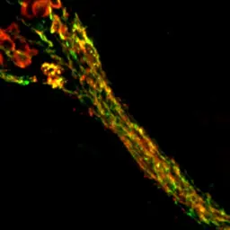 Anti-Synaptotagmin antibody used in IHC (Frozen sections) (IHC-Fr). GTX85467