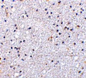 Anti-VISA antibody used in IHC (Paraffin sections) (IHC-P). GTX85481