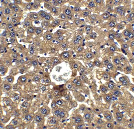 Anti-DRAM antibody used in IHC (Paraffin sections) (IHC-P). GTX85483