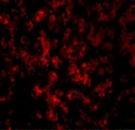 Anti-DRAM antibody used in IHC (Paraffin sections) (IHC-P). GTX85484