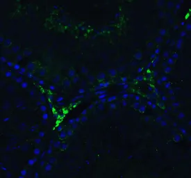 Anti-DDX58 antibody used in IHC (Paraffin sections) (IHC-P). GTX85488